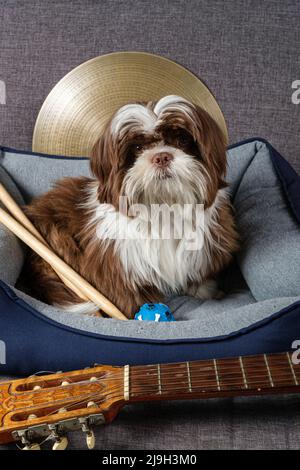 6 Monate alter Shih-Tzu-Welpe, umgeben von Zimbel, Drumsticks und Gitarre. Stockfoto