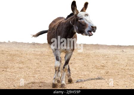 Ein brauner Esel brüllen in der Wüste Stockfoto