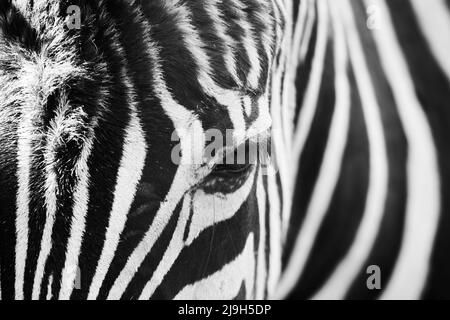 Nahaufnahme eines Zebraauges Stockfoto