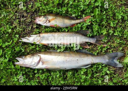 Fischer Trophäe- Zander, Hecht und Barsch Fisch Stockfoto