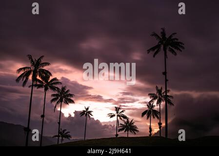 Landschaft Sonnenuntergang von Wachspalmen im Cocora Valley in der Nähe von Salento Quindio, Kolumbien Stockfoto