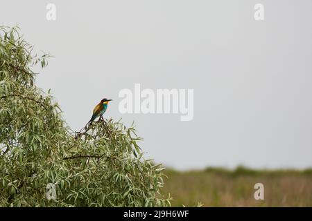 Der europäische Bienenfresser Merops apiaster auf einem Zweig mit den Blättern Stockfoto
