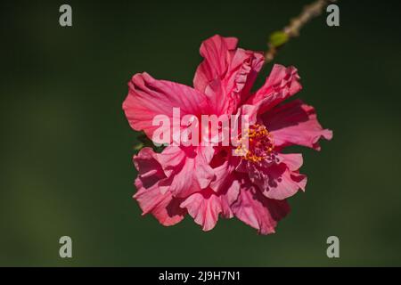 Eine rosa Hibiskusblüte auf dunklem Grund Stockfoto