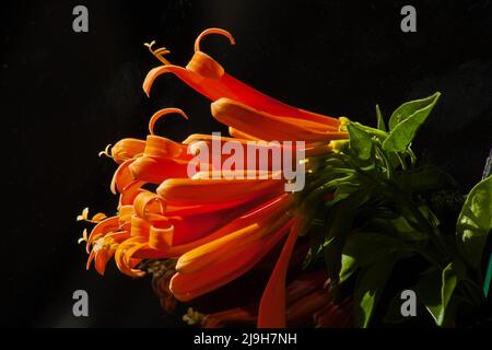 Helle Blüten der Orange Trumpetvine (Pyrostegia venusta) auf dunklem Grund Stockfoto
