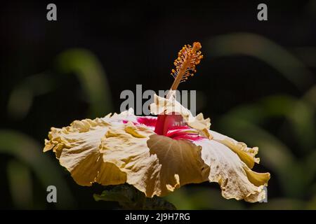 Nahaufnahme einer gelben Hibiskusblüte. Stockfoto