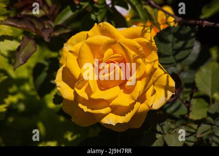Nahaufnahme einer Augenlider-Rose Stockfoto