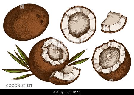 Früchte handgezeichnete Vektor-Illustrationen-Kollektion. Farbige Kokosnuss. Stock Vektor