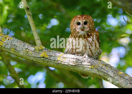 Eine Erwachsene Tawny Owl (Strix aluco) im Frühjahr am Tag, Ostengland Stockfoto