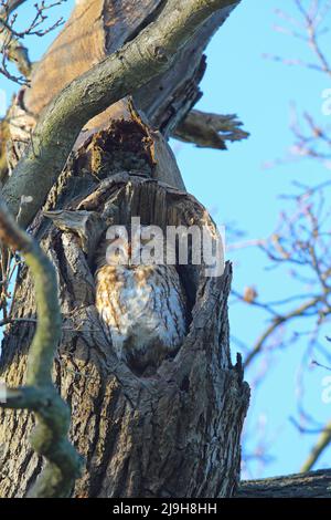 Mabel, die Erwachsene Tawny Owl (Strix aluco), die im Christchurch Park, Ipswich, Suffolk, brüllt Stockfoto