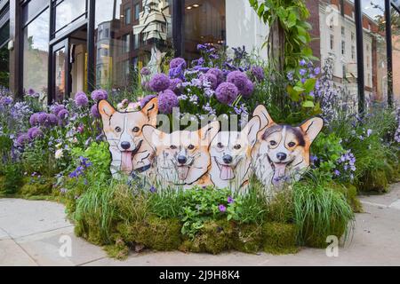 London, Großbritannien. 23. Mai 2022. Blumenschau mit Corgis vor dem Jo Malone Store in der Sloane Street, Teil der kostenlosen Blumenkunstausstellung Chelsea in Bloom. Geschäfte, Hotels und Restaurants im Londoner Chelsea-Viertel nehmen an dem jährlichen Wettbewerb Teil, und das Thema 2022 lautet „British Icons“. Kredit: Vuk Valcic/Alamy Live Nachrichten Stockfoto