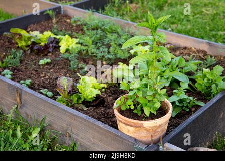 Pflanzen und wachsen Pfefferminzpflanze in Blumentopf, um sie von der Ausbreitung zu viel auf heimischen Garten zu stoppen. Hochgezogene Gartenbeet mit verschiedenen Salaten und Topf. Stockfoto