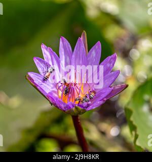 Eine lila Wasserlilie im See im Garten Stockfoto