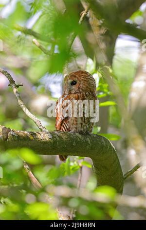 Eine Erwachsene Tawny Owl (Strix aluco) im Frühjahr am Tag, Ostengland Stockfoto