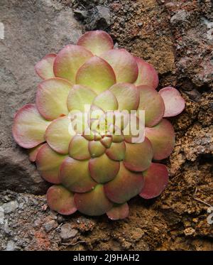 Disc Houseleek, Aeonium glandulosum auf der Insel Madeira, Portugal, Europa Stockfoto