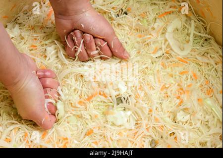 Kohlernte in der Marinade, Sauerkraut zu Hause, Weiberhände, die Kohl pressen, Sauerkraut für den Winter. Stockfoto