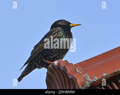 Sieversdorf, Deutschland. 18.. Mai 2022. Ein Star (Sturnus vulgaris) auf einem Hausdach. Der Star wird auch als gewöhnlicher Star bezeichnet. Quelle: Patrick Pleul/dpa/Alamy Live News Stockfoto