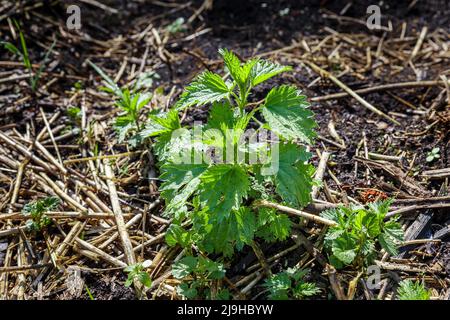 Junger grüner Busch von Brennnessel, der im Frühjahr auf dem Boden wächst. Urtica dioica Stockfoto