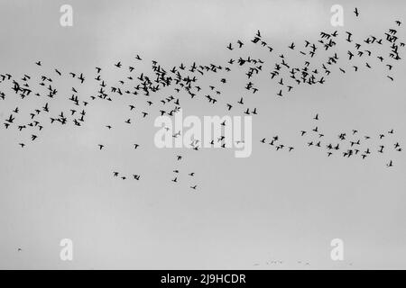 Eine große Vogelschar von wilden Enten fliegt am Himmel in Nordgriechenland Stockfoto