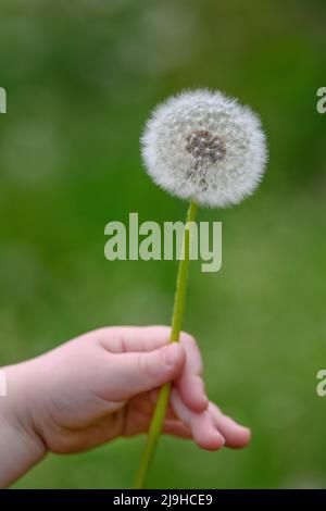 Kleines Mädchen, das auf einem Hintergrund des Frühlingsfeldes eine nahe Eselblume in der Hand hält Stockfoto