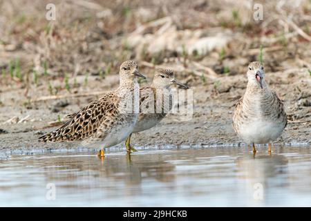 Ruff, Calidris pugnax, zwei Weibchen, reeves, stehend im seichten Wasser, Donaudelta, Rumänien, 28. April 2022 Stockfoto