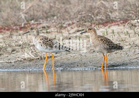 Ruff, Calidris pugnax, zwei Weibchen, reeves, stehend im seichten Wasser, Donaudelta, Rumänien, 28. April 2022 Stockfoto