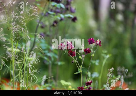 London, Großbritannien. 23.. Mai 2022. Blumenausstellung auf der Chelsea Flower Show 2022 am Pressetag. Kredit: SOPA Images Limited/Alamy Live Nachrichten Stockfoto