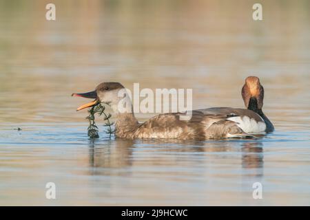 Rotkappentaucher, Netta rufina, Vogelpaar, das beim Schwimmen auf dem Wasser füttert, Donaudelta, Rumänien, 24. April 2022 Stockfoto