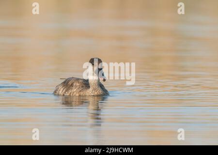 Rotkammter Pochard, Netta rufina, alleinstehende Frau schwimmt auf dem Wasser, Donaudelta, Rumänien, 24. April 2022 Stockfoto