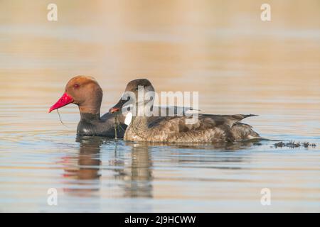 Rotkappentaucher, Netta rufina, Paar auf dem Wasser schwimmende Vögel, Donaudelta, Rumänien, 24. April 2022 Stockfoto