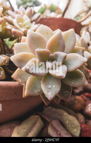 Eine Nahaufnahme einer Sukkkkkulente oder Felsenrose in Sepia mit Wassertröpfchen. Stockfoto