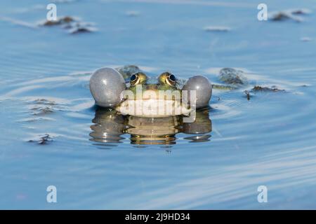 Marschfrosch, Pelophylax ridibundus, alleinerziehende Person mit aufgeblasenen Beuteln, die in der Zuchtansicht rufen, Donaudelta, Rumänien, 25. April 2022 Stockfoto