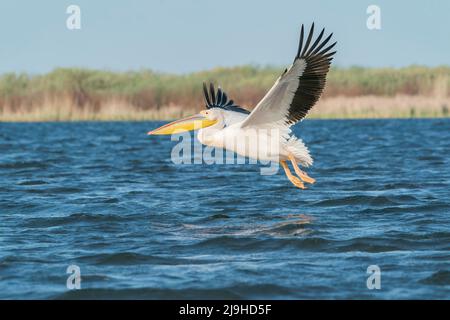 Großer weißer Pelikan, Pelecanus onocrotalus, einflügiger Vogel über Wasser, Donau, Rumänien, 27. April 2022 Stockfoto