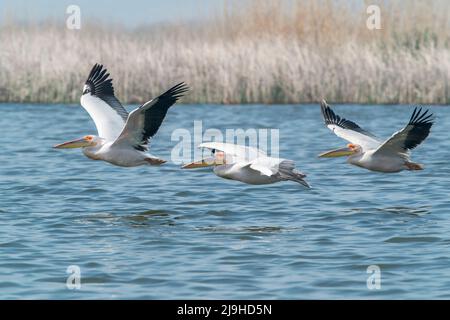 Großer weißer Pelikan, Pelecanus onocrotalus, drei Vögel fliegen über Wasser, Donau, Rumänien, 27. April 2022 Stockfoto