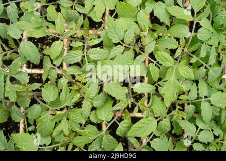 Junge Tomatentransplantationen, die in einer Styroporschale wachsen Stockfoto