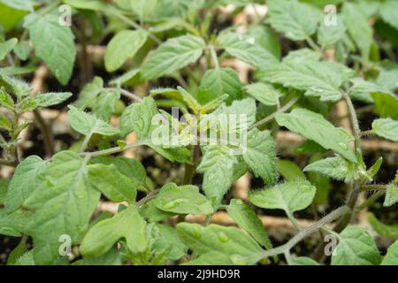 Junge Tomatentransplantationen, die in einer Styroporschale wachsen Stockfoto