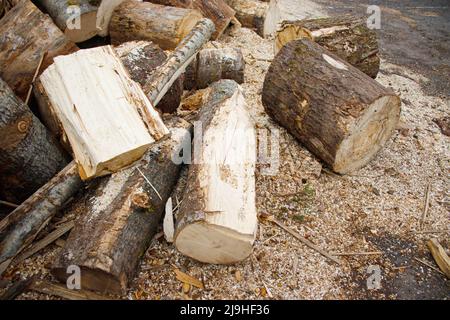 Gesägte Holzstämme, die auf dem Asphalt zwischen dem Sägemehl liegen. Ein Haufen frisch gesägtes Brennholz. Stockfoto