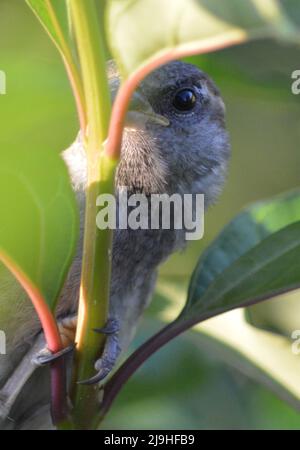 Ein kleiner schüchterner Sperling in einem Busch in meinem Garten versteckt sich Stockfoto