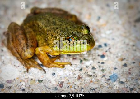 Ein grüner Frosch sitzt auf dem Bürgersteig einer Gartenterrasse. Stockfoto