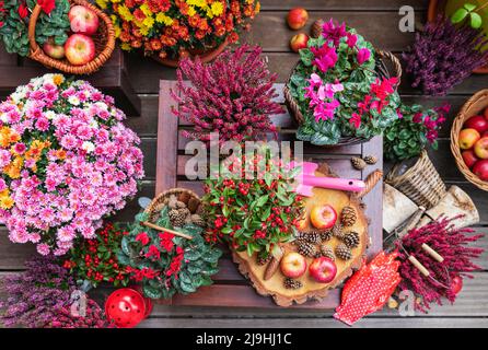 Arrangement von verschiedenen Herbst- und Winterblumen, Äpfeln und Pinienzapfen Stockfoto