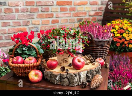 Balkonarrangements von verschiedenen Herbst- und Winterblumen, Äpfeln und Pinienzapfen Stockfoto