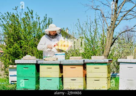 Imker extrahiert Bienenwachs aus dem Wabenrahmen im Container auf dem Bauernhof Stockfoto