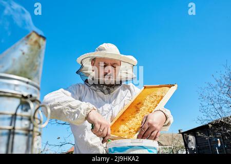 Imker, der Bienenwachs aus der Wabe im Behälter entfernt Stockfoto