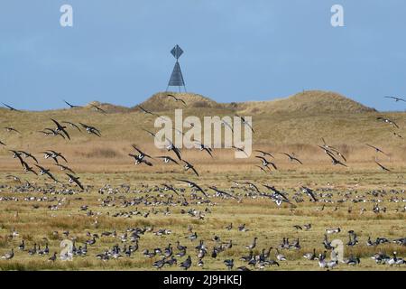 Deutschland, Niedersachsen, Juist, Barnakelkolonie (Branta leucopsis) und Brent-Gänse (Branta bernicla) im Nationalpark Wattenmeer Stockfoto