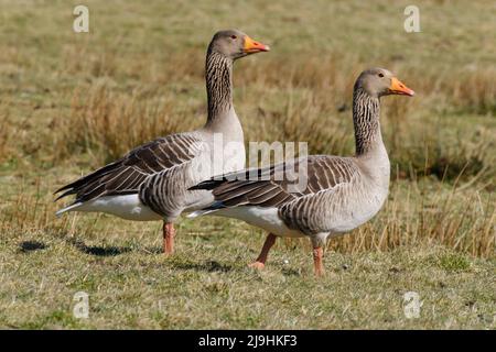 Zwei Graugänse (Anser anser) stehen im Freien Stockfoto