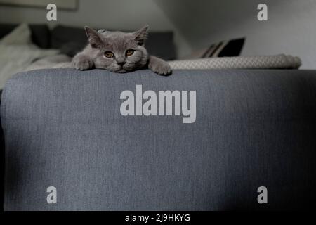 Graue Katze schaut weg und liegt auf dem Sofa im Wohnzimmer Stockfoto