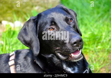 schwarze Labrador Retriever Hündin im Garten, Hessen, Deutschland. Stockfoto