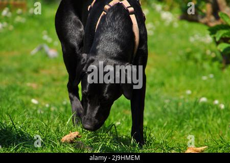 schwarze Labrador Retriever Hündin im Garten, Hessen, Deutschland. Stockfoto