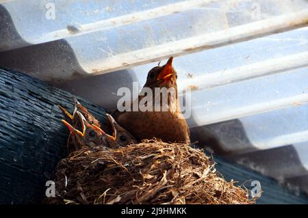 Weibliche Amsel (Turdus merula) mit Küken im Nest, Hessen, Deutschland. Stockfoto