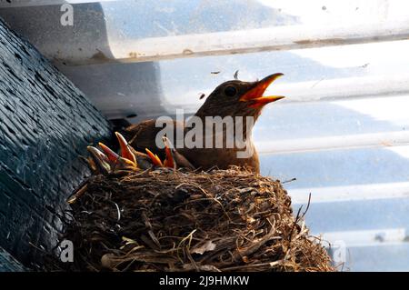 Weibliche Amsel (Turdus merula) mit Küken im Nest, Hessen, Deutschland. Stockfoto
