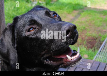 schwarze Labrador Retriever Hündin im Garten, Hessen, Deutschland. Stockfoto
